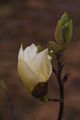Magnolia brooklynensis Elizabeth-1 Magnolia brooklińska